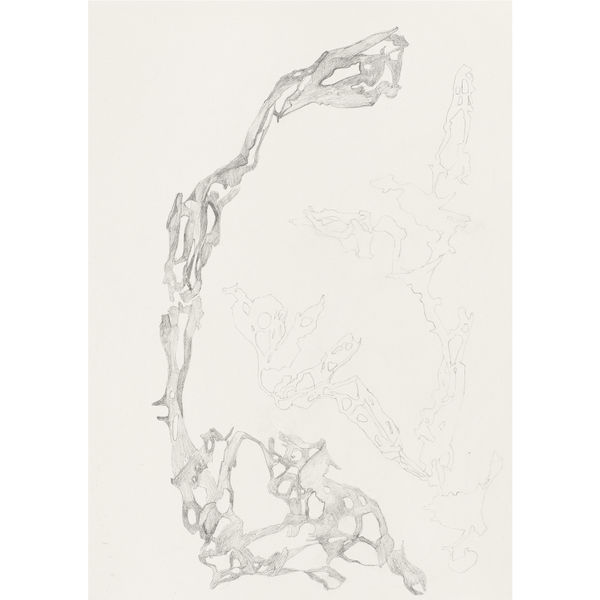Ulva reticulata Forsskal 1775, 2025 Graphite on paper 29,7 x 21 cm