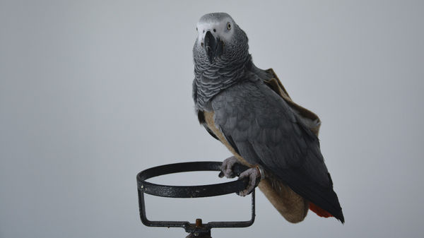 Wantanee Siripattananuntakul