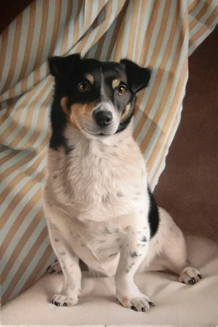 Stip 40 X 43 Cm Olie Op Paneel