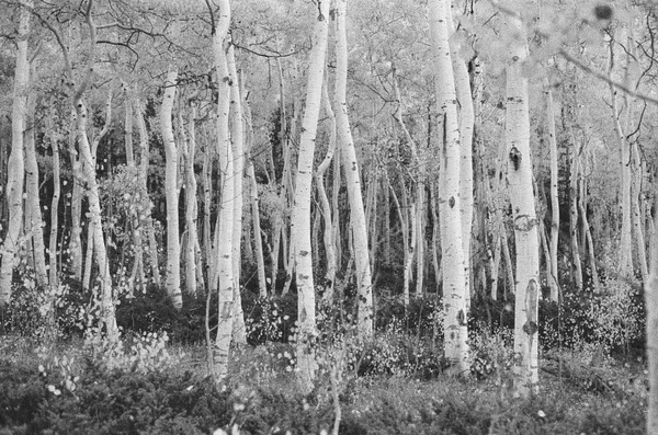 Andrew Martin, Untitled (Fish Lake, 6), 2023