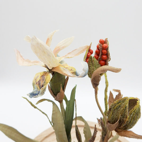 Emma Rosa 'Stinking Iris'