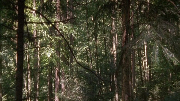 Still from Ori Gersht, The Forest, 2005