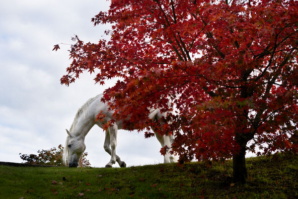 Mary McCartney The White Horse
