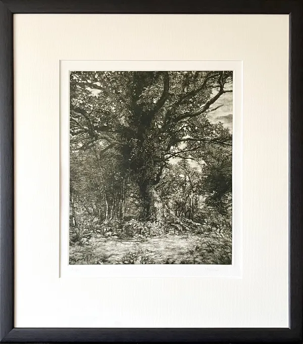 Autumn Oak (framed), 2022 Martin Mitchell Mezzotint on paper Framed 52.5cm x 46.5cm Plate size: 29.5cm x 25cm Edition of 50