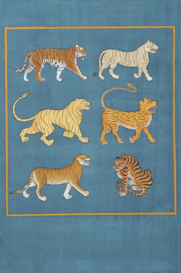 Jethro BUCK (b.1986) Ways of Seeing Tigers, 2019