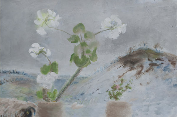 Winifred NICHOLSON (1893 – 1981) Kathleens White Geranium, 1978 Oil on canvas 15 7/8 x 24 inches / 40.5 x 61 cm