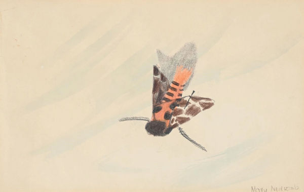 Mary Newcomb, Study of a Moth