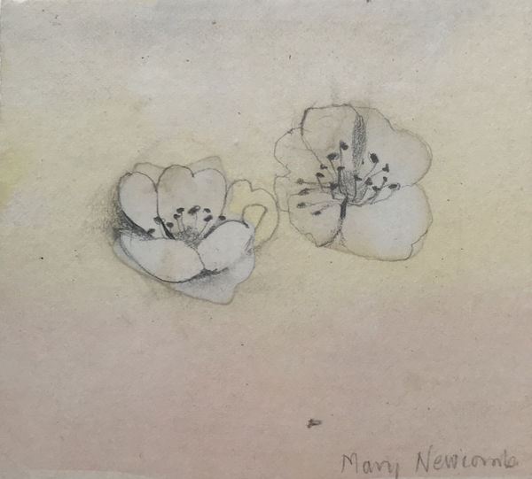 Mary Newcomb, Dog Roses
