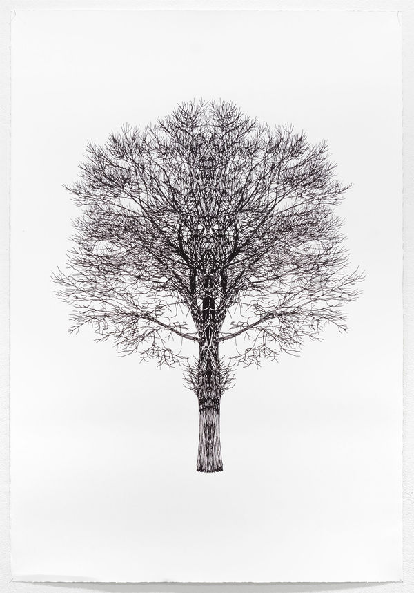 Okane Baum Test Katalognr 29 1