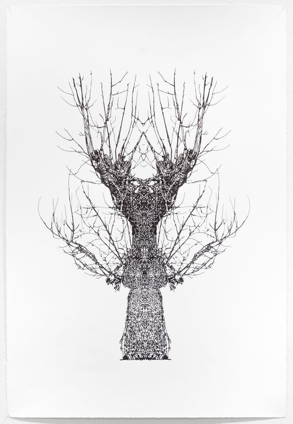 Okane Baum Test Katalognr 30 1