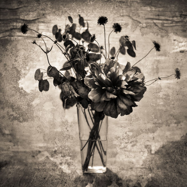 Keith Carter, Greenhouse, 2019