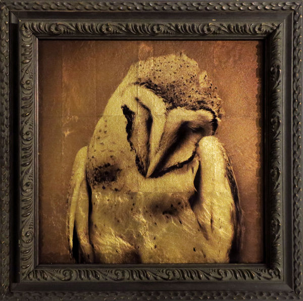 Kate Breakey, Barn Owl