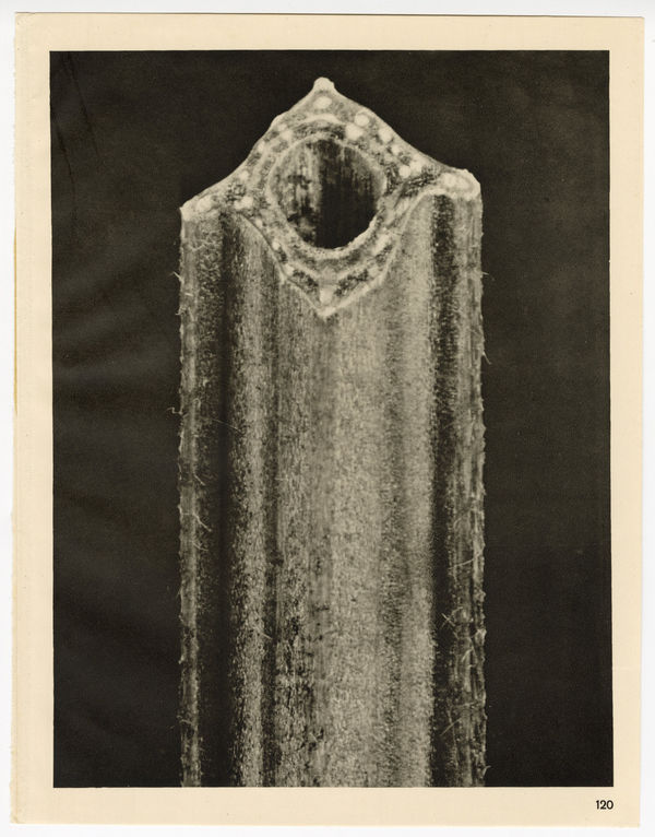 Karl Blossfeldt, Plate 120, 1932