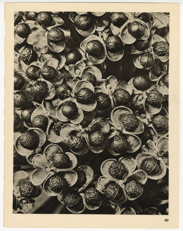 Karl Blossfeldt, Plate 63, 1928