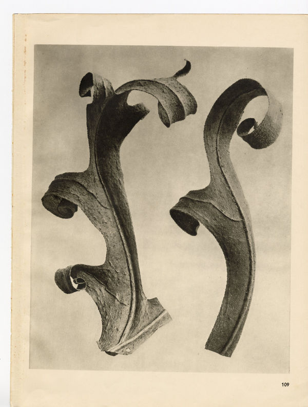 Karl Blossfeldt, Plate 109 , 1932