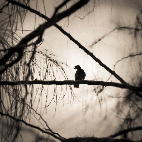 Keith Carter, Beak of the Finch, 2015