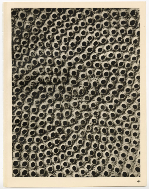 Karl Blossfeldt, Plate 44, 1928