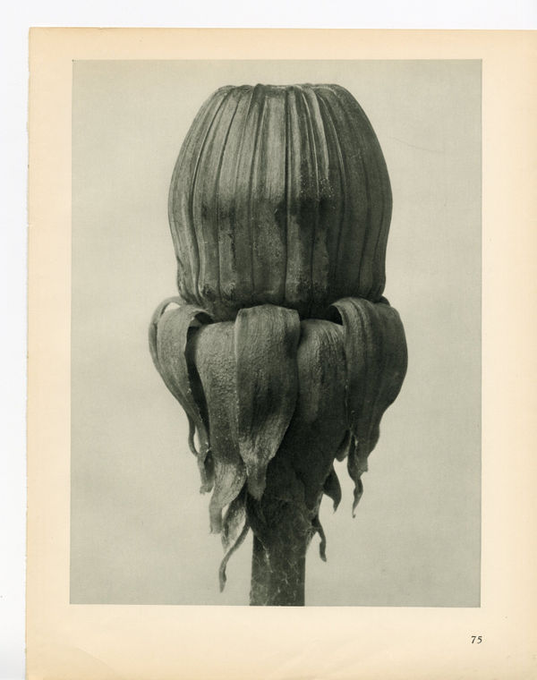 Karl Blossfeldt, Plate 75, 1932