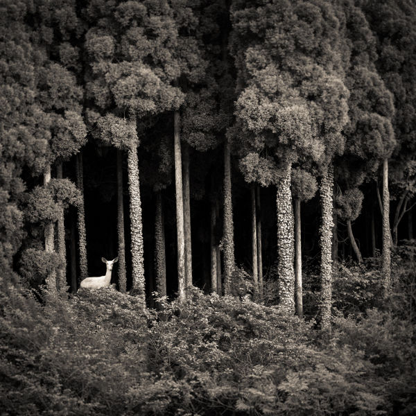 Keith Carter, Albino Deer, 2019