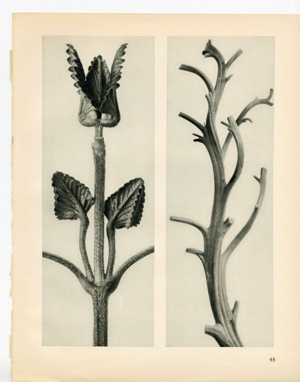 Karl Blossfeldt, Plate 48, 1932