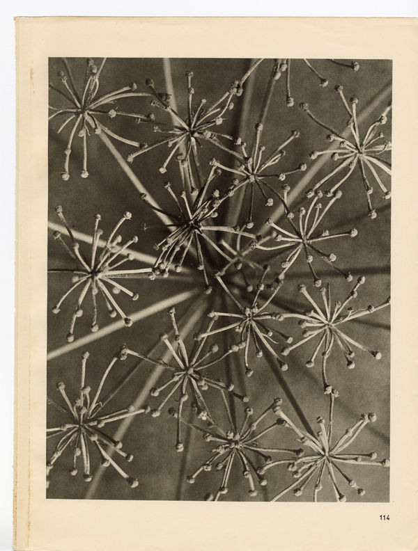 Karl Blossfeldt, Plate 114, 1932
