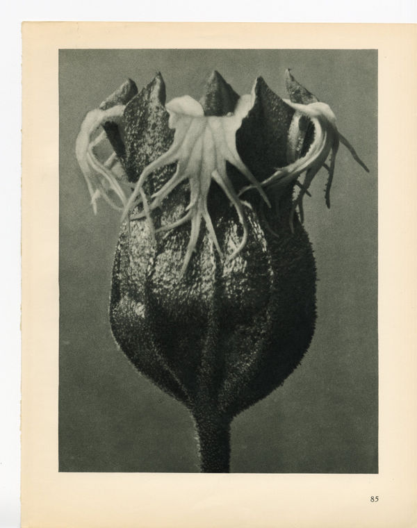 Karl Blossfeldt, Plate 85, 1932