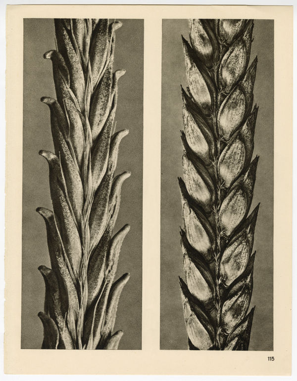 Karl Blossfeldt, Plate 115, 1932