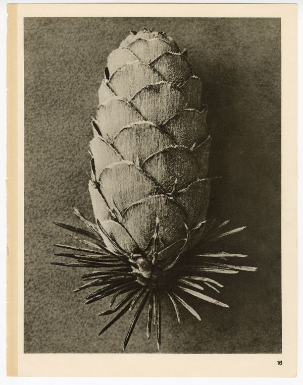 Karl Blossfeldt, Plate 16, 1932