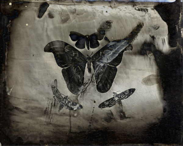 Keith Carter, Four Moths, 2011