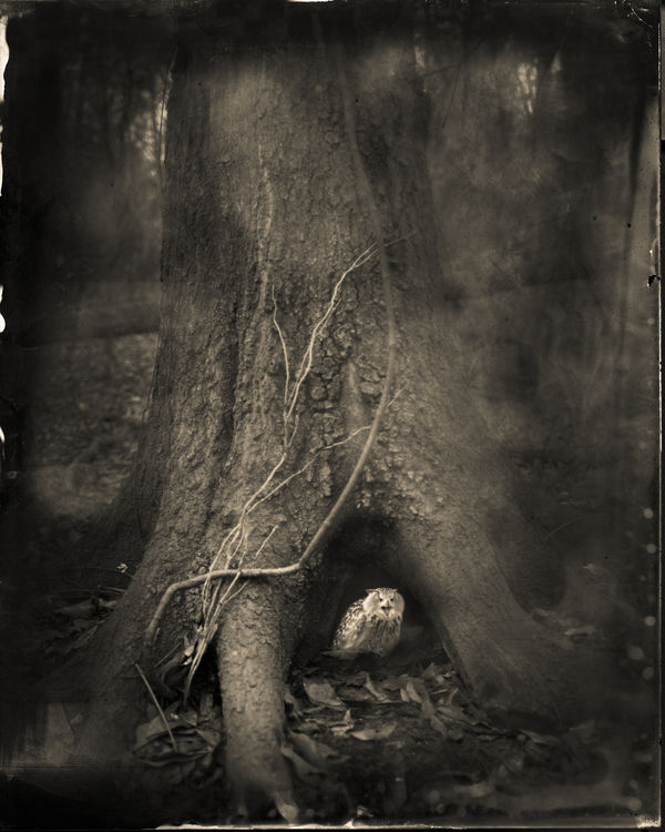 Keith Carter, Tree Roots, 2017