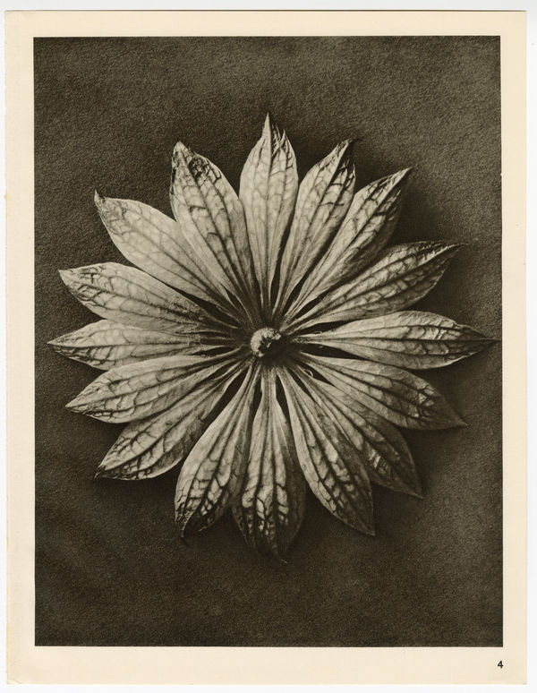 Karl Blossfeldt, Plate 4, 1932
