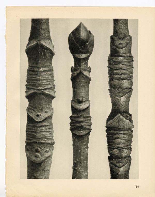 Karl Blossfeldt, Plate 14, 1932