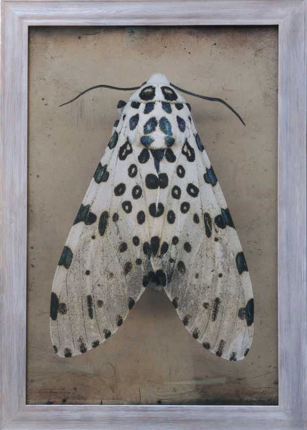 Kate Breakey, Giant Leopard Moth I, Hypercompe scribonia, n.d.