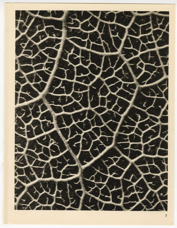 Karl Blossfeldt, Plate 7, 1932