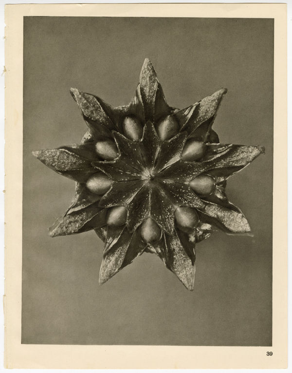 Karl Blossfeldt, Plate 39, 1928