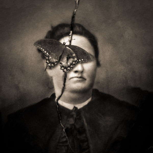 Keith Carter, Spice Bush Swallow Tail, 2019