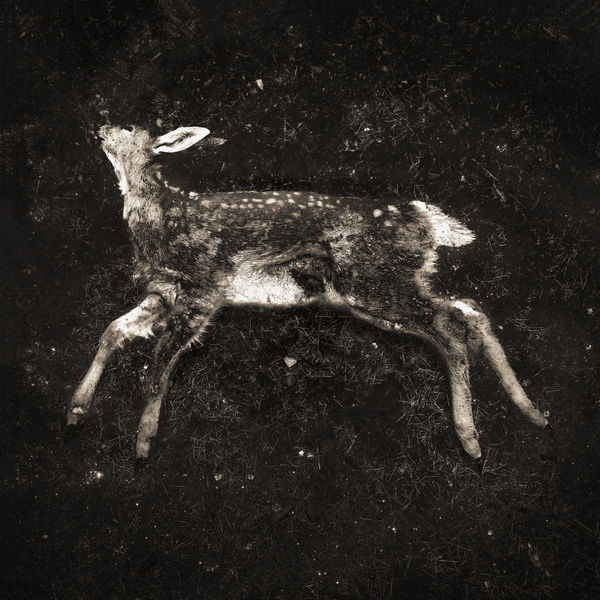 Keith Carter, Fallen, 2019