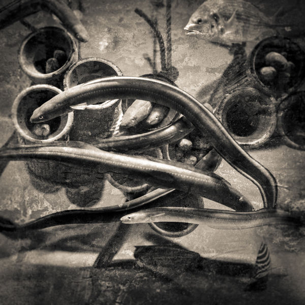 Keith Carter, Japanese Eels, 2019