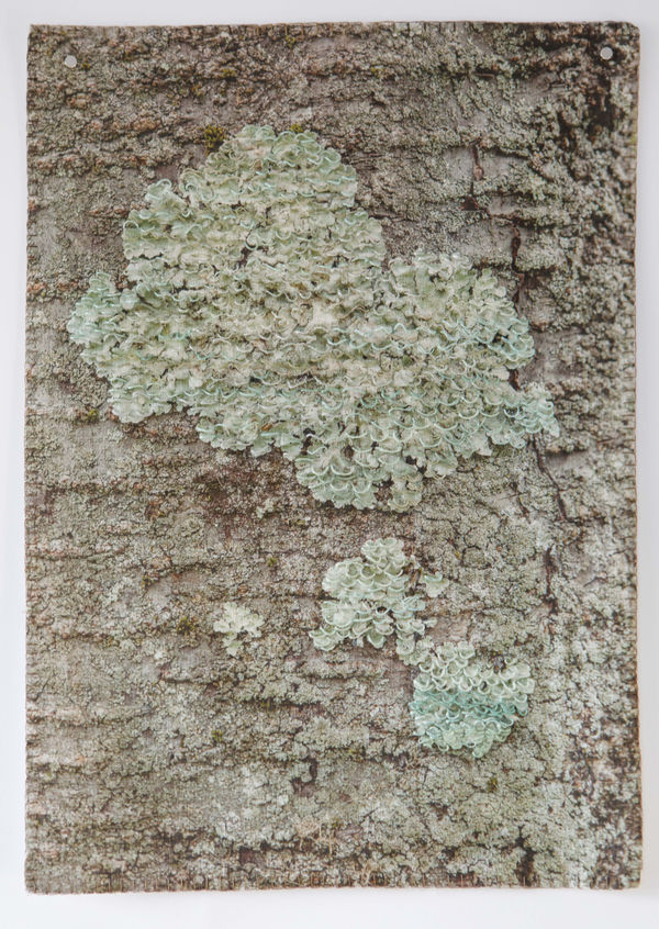 Laurie Lambrecht, Nassau, 2020