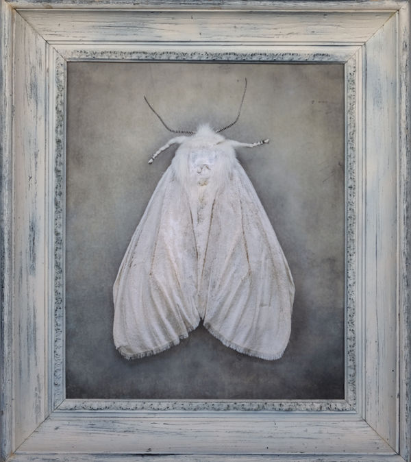 Kate Breakey, Virginian Tiger Moth, Spilosoma, virginica, n.d.