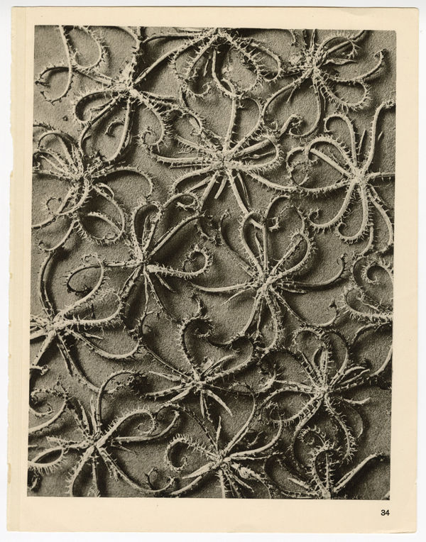 Karl Blossfeldt, Plate 34, 1932