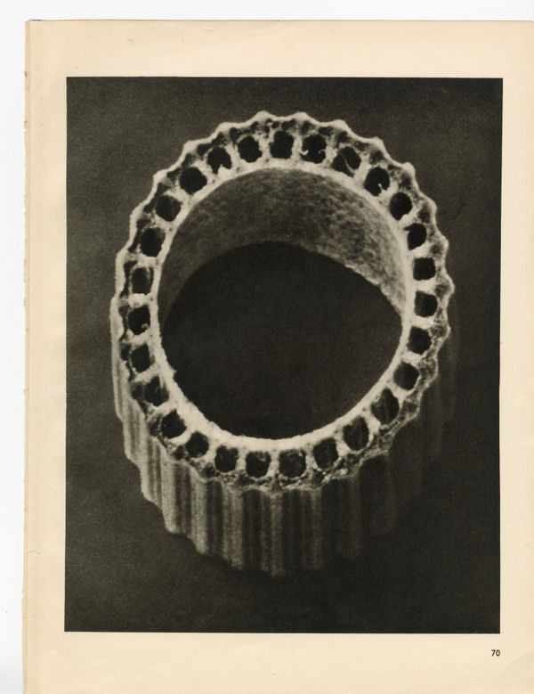 Karl Blossfeldt, Plate 70, 1932
