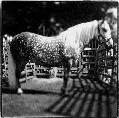 Keith Carter, Constellation , 1998