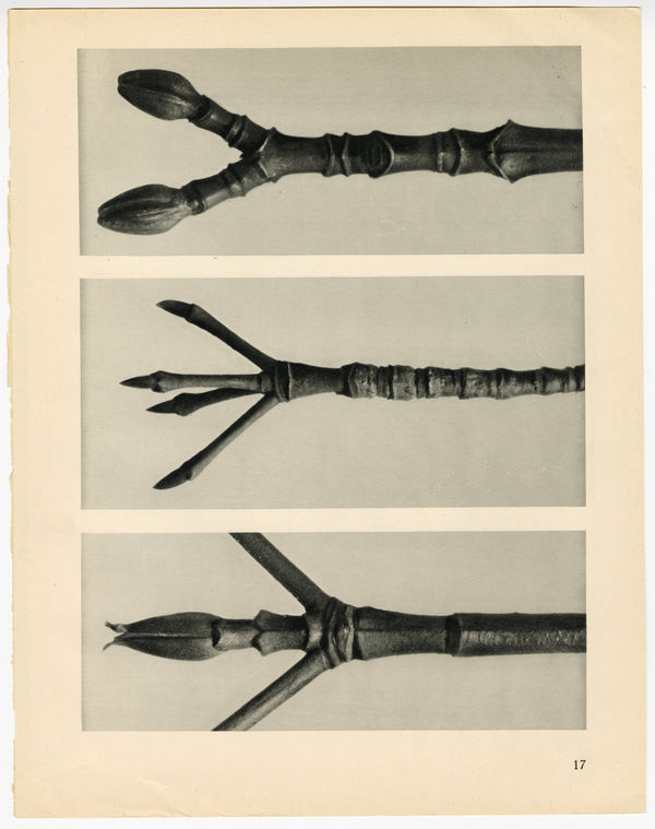 Karl Blossfeldt, Plate 17, 1932