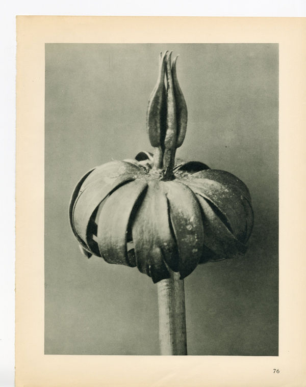 Karl Blossfeldt, Plate 76, 1932