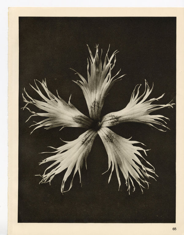 Karl Blossfeldt, Plate 65, 1932