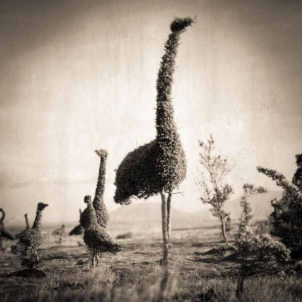 Keith Carter, Topiary Study #1, 2019