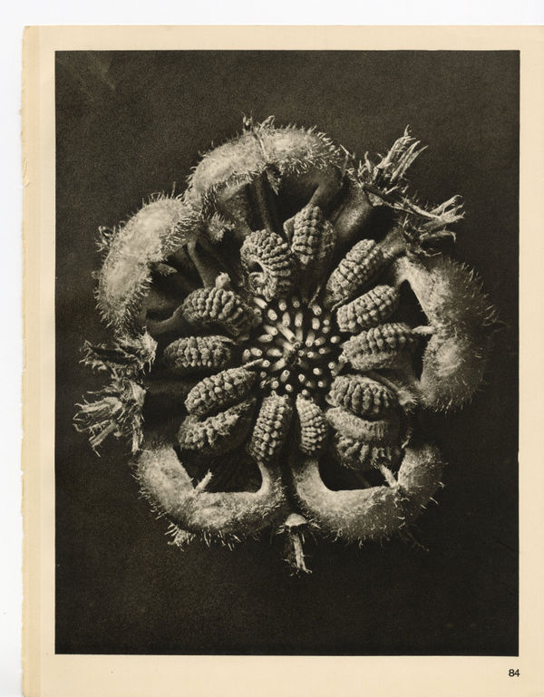 Karl Blossfeldt, Plate 84, 1928