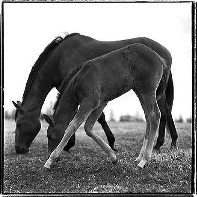 Keith Carter, Gangling, 1999