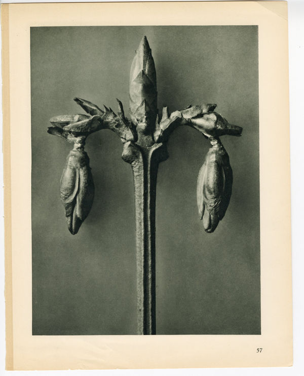 Karl Blossfeldt, Plate 57, 1928